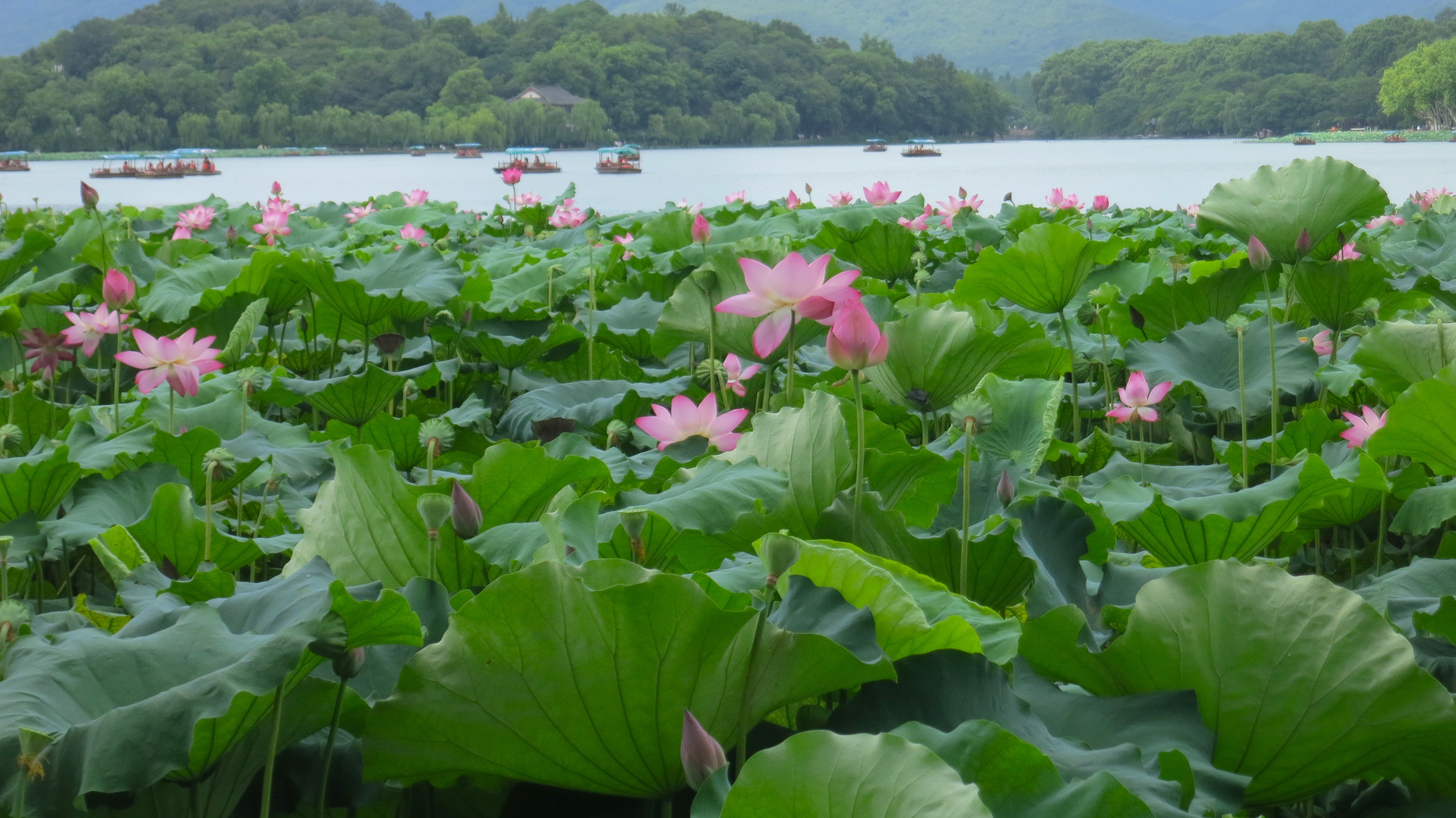 IMG-迟到一年的夏风——一个人在杭州旅行的四日-275108D1B4F982E3A67842A28272619B.jpg