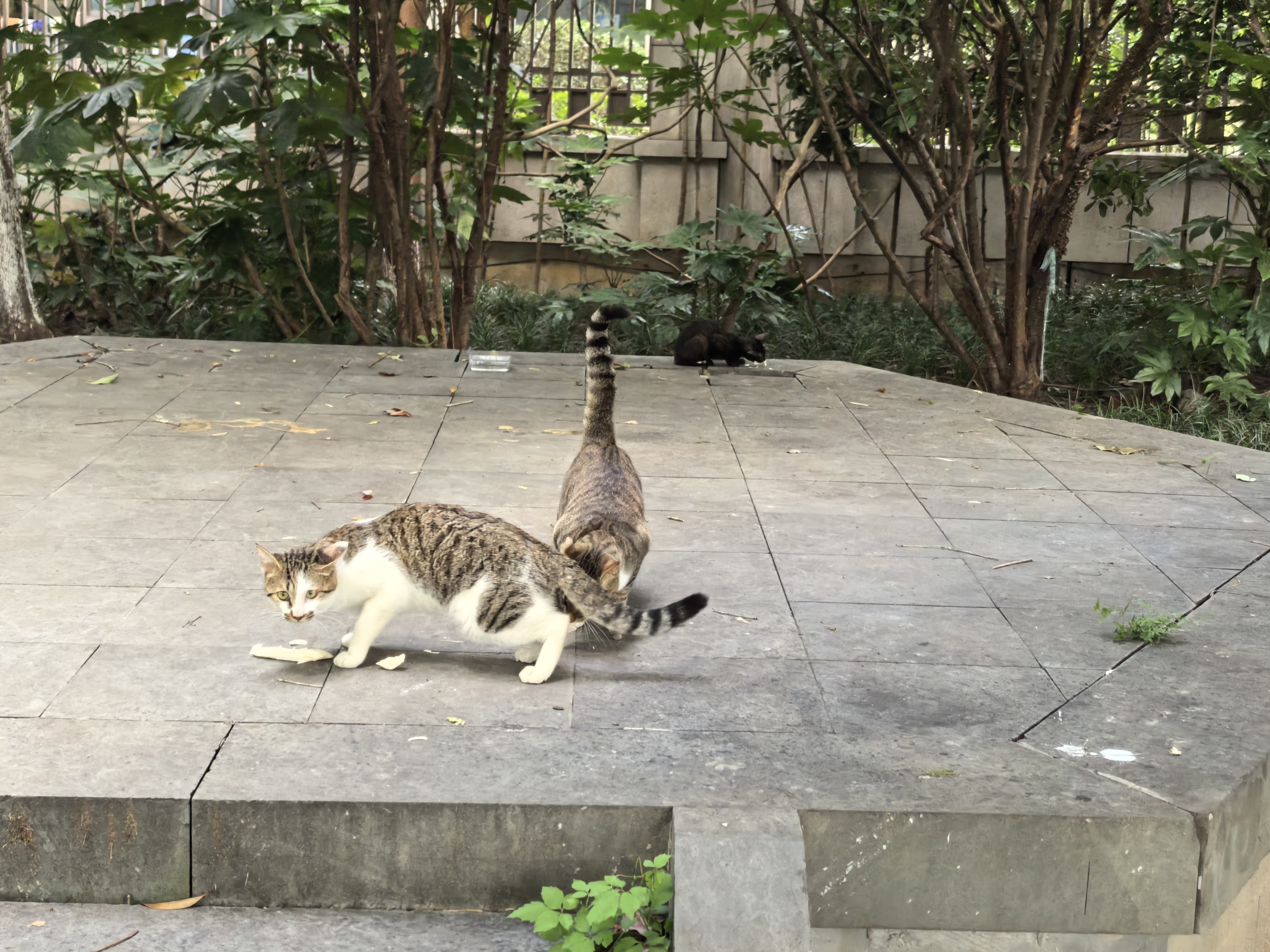 IMG-迟到一年的夏风——一个人在杭州旅行的四日-A9F832E01EAD43D093EEC1BB416E157A.jpg